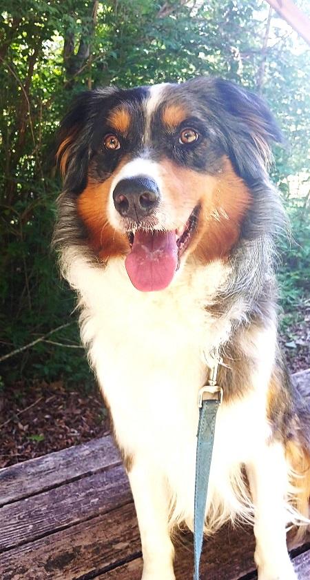 GONZO, a ADOPTABLE mixed breed in Pegram, TN image 2/5