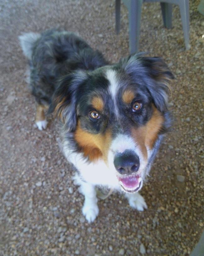 GONZO, a ADOPTABLE mixed breed in Pegram, TN image 4/5
