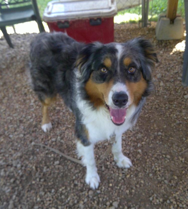 GONZO, ADOPTABLE, Adult Male Anatolian Shepherd.