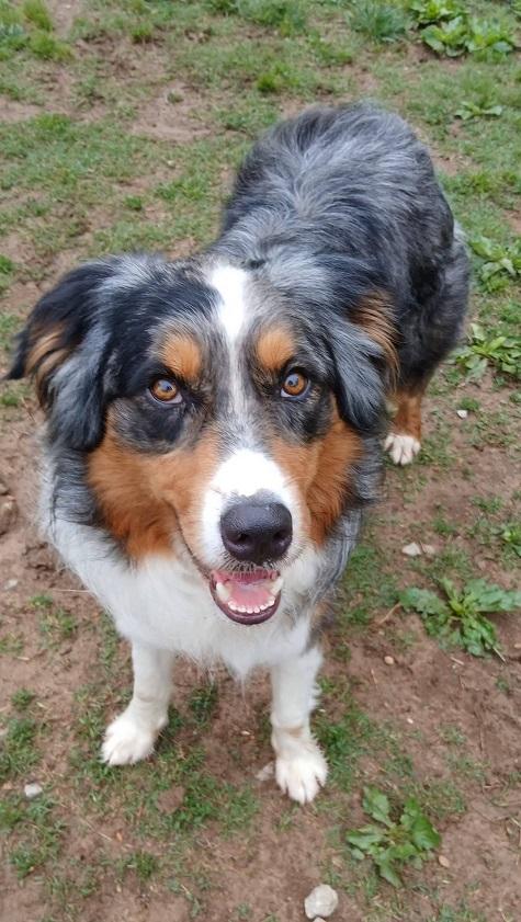 GONZO, a ADOPTABLE mixed breed in Pegram, TN image 3/5