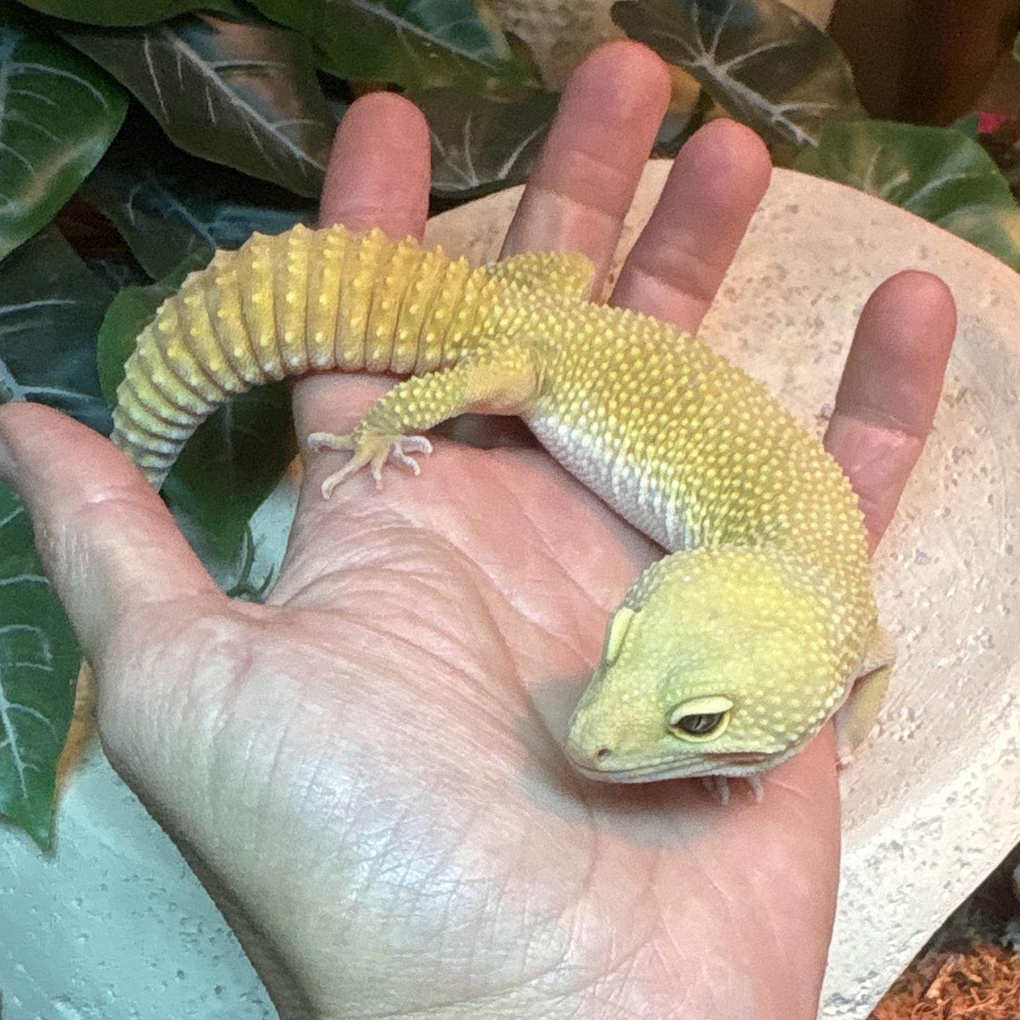 Enlarge Female Leopard Gecko 3, a ADOPTABLE Gecko in CHARLOTTE, NC image 2/2