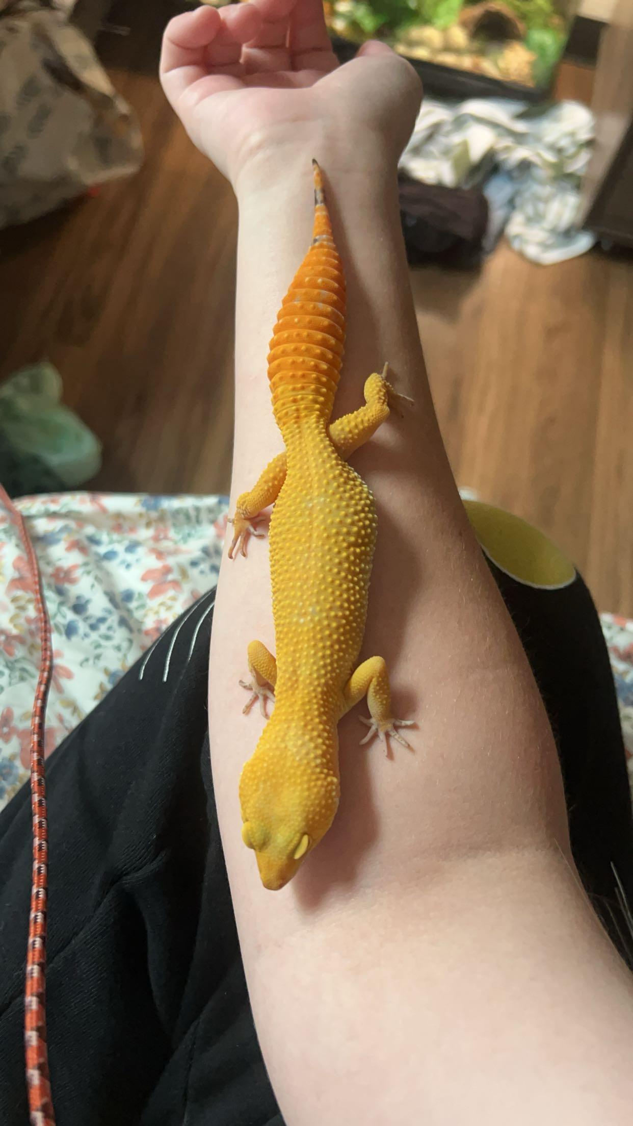 Enlarge Female Leopard Gecko 3, a ADOPTABLE Gecko in CHARLOTTE, NC image 1/2