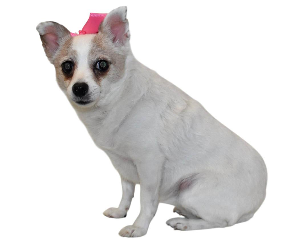 Enlarge Eva, a Adoptable mixed breed in Springfield, OH image 1/5