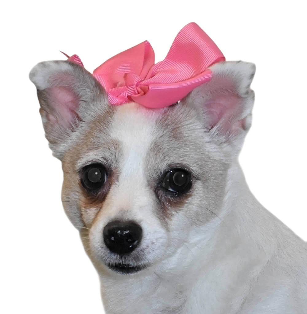 Enlarge Eva, a Adoptable mixed breed in Springfield, OH image 3/5