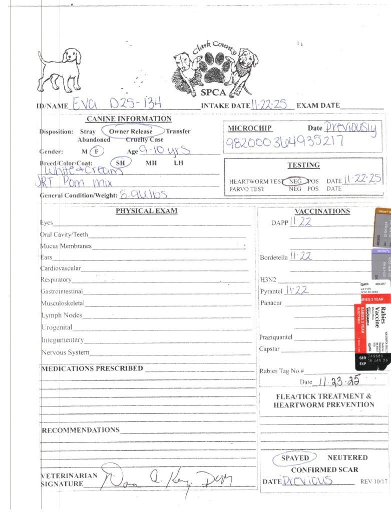 Enlarge Eva, a Adoptable mixed breed in Springfield, OH image 4/5