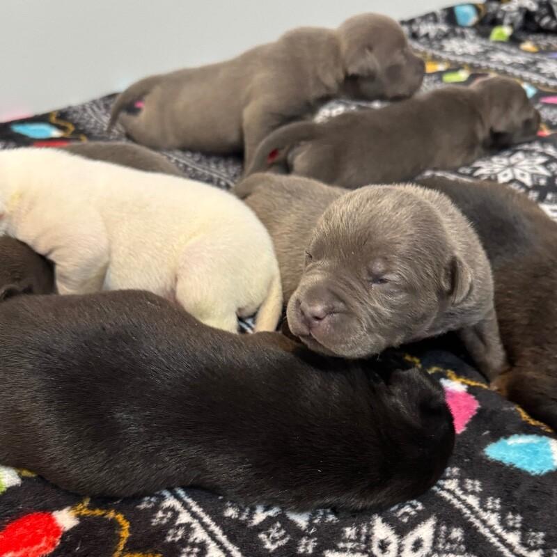 SIMON BRIDGERTON, a Adoptable American Staffordshire Terrier in lawton, OK image 2/6
