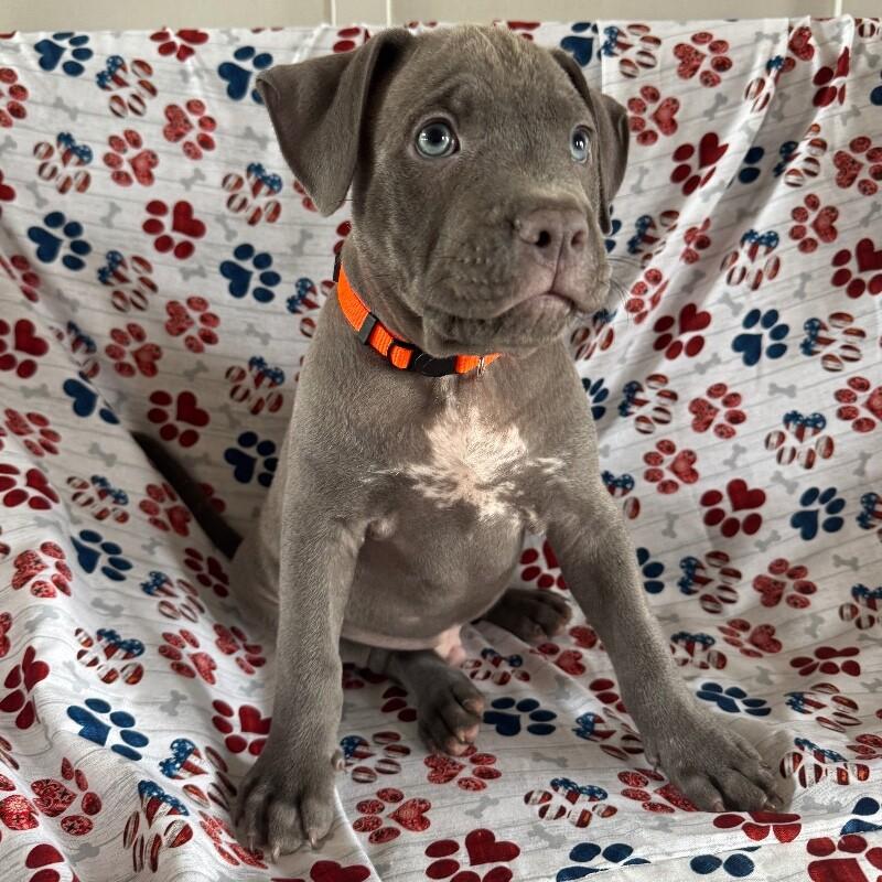 SIMON BRIDGERTON, a Adoptable American Staffordshire Terrier in lawton, OK image 3/6