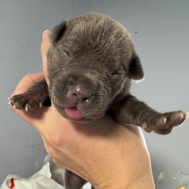 SIMON BRIDGERTON, a Adoptable American Staffordshire Terrier in lawton, OK image 4/6