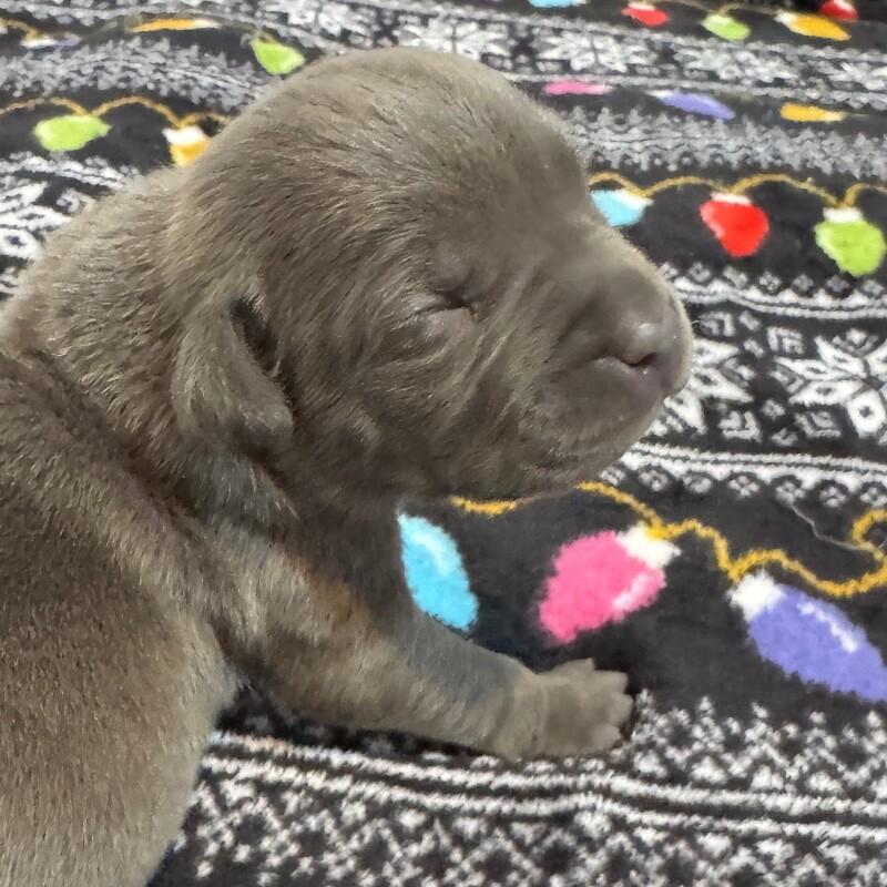 SIMON BRIDGERTON, a Adoptable American Staffordshire Terrier in lawton, OK image 5/6