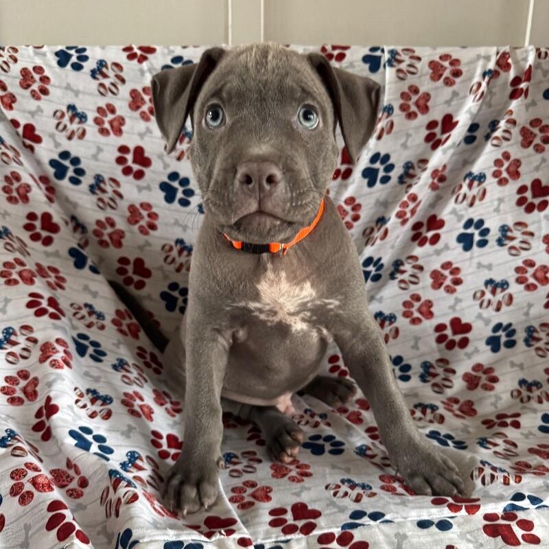 SIMON BRIDGERTON, a Adoptable American Staffordshire Terrier in lawton, OK image 6/6