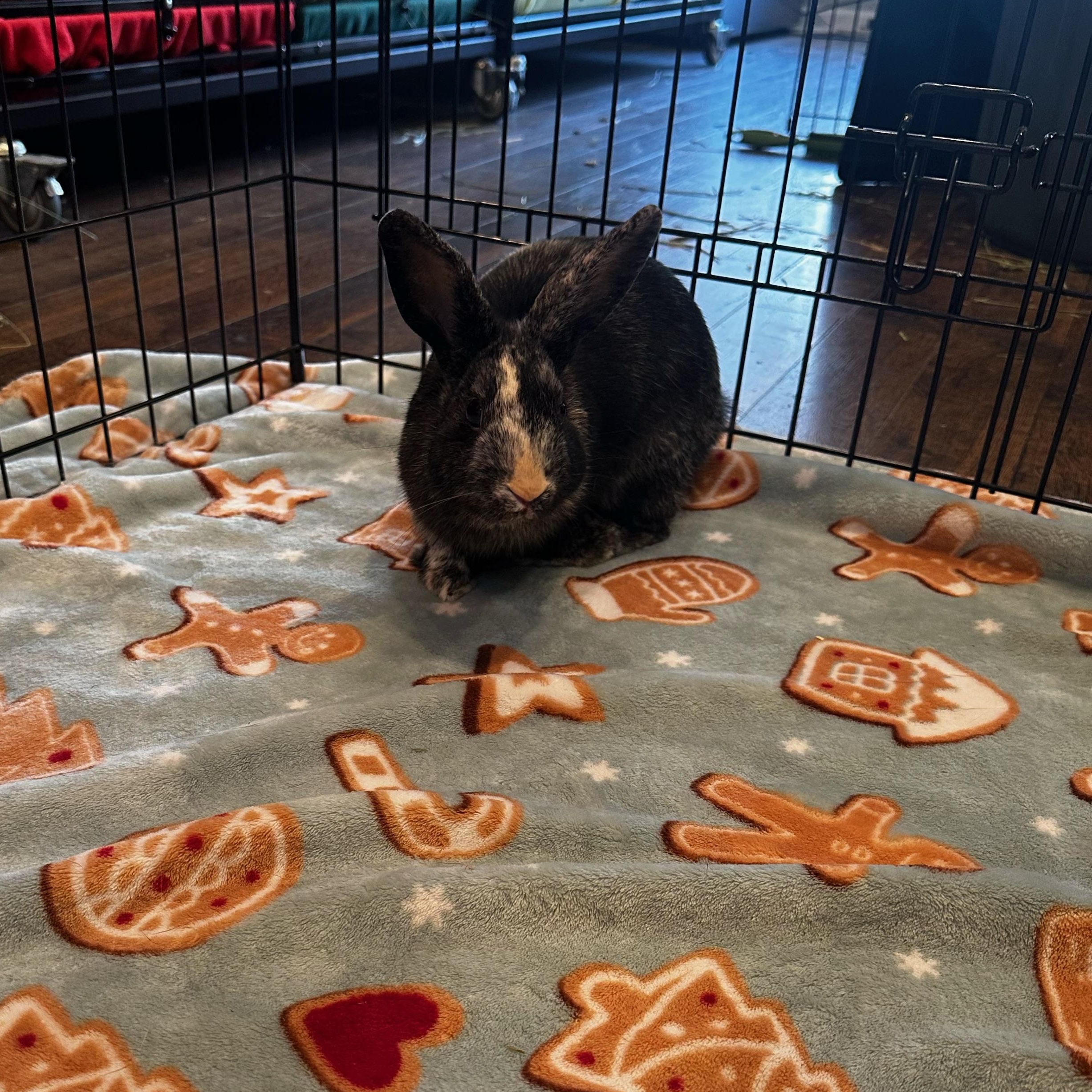 Twix, a ADOPTABLE Harlequin in Philadelphia, PA image 1/2