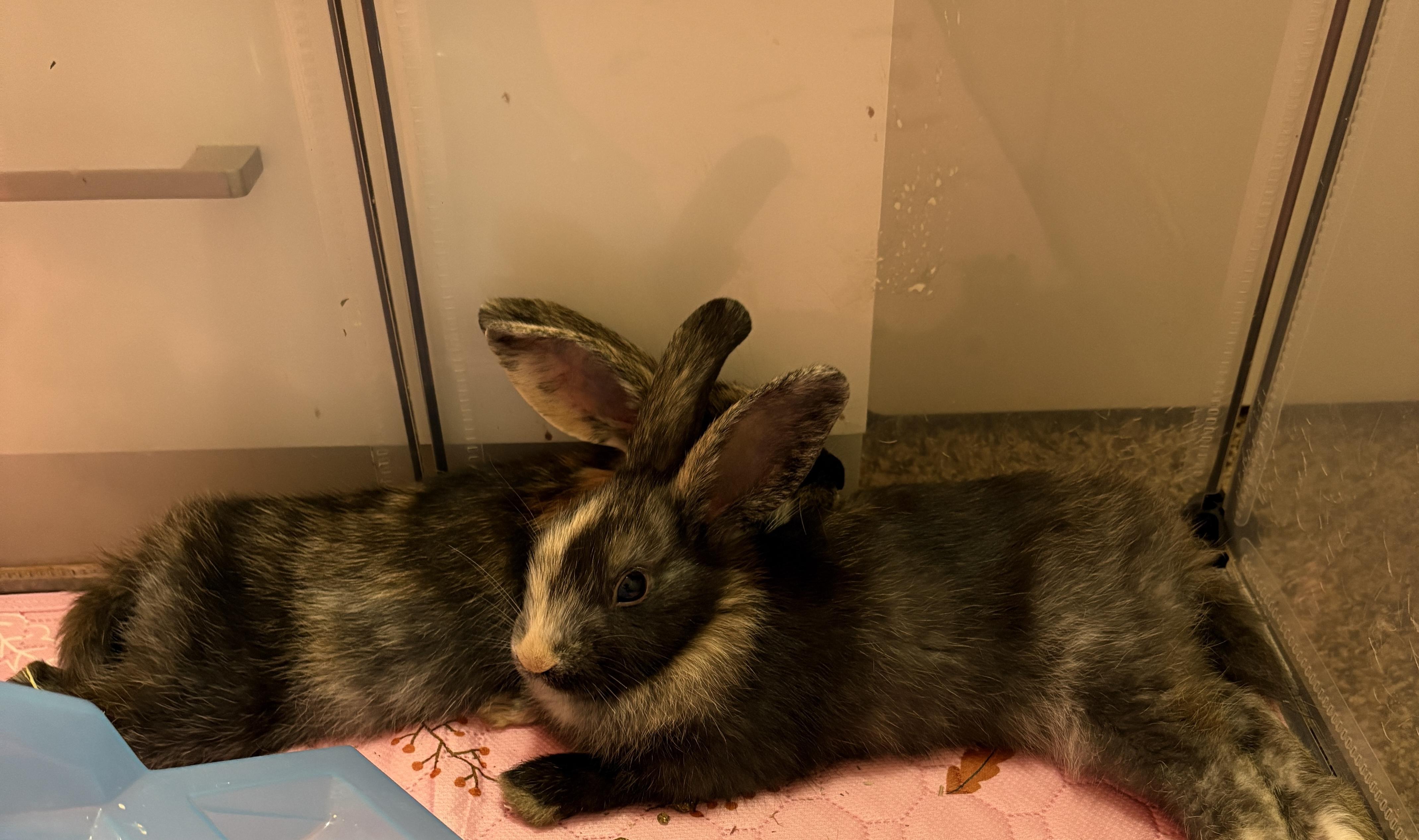 Twix, a ADOPTABLE Harlequin in Philadelphia, PA image 2/2