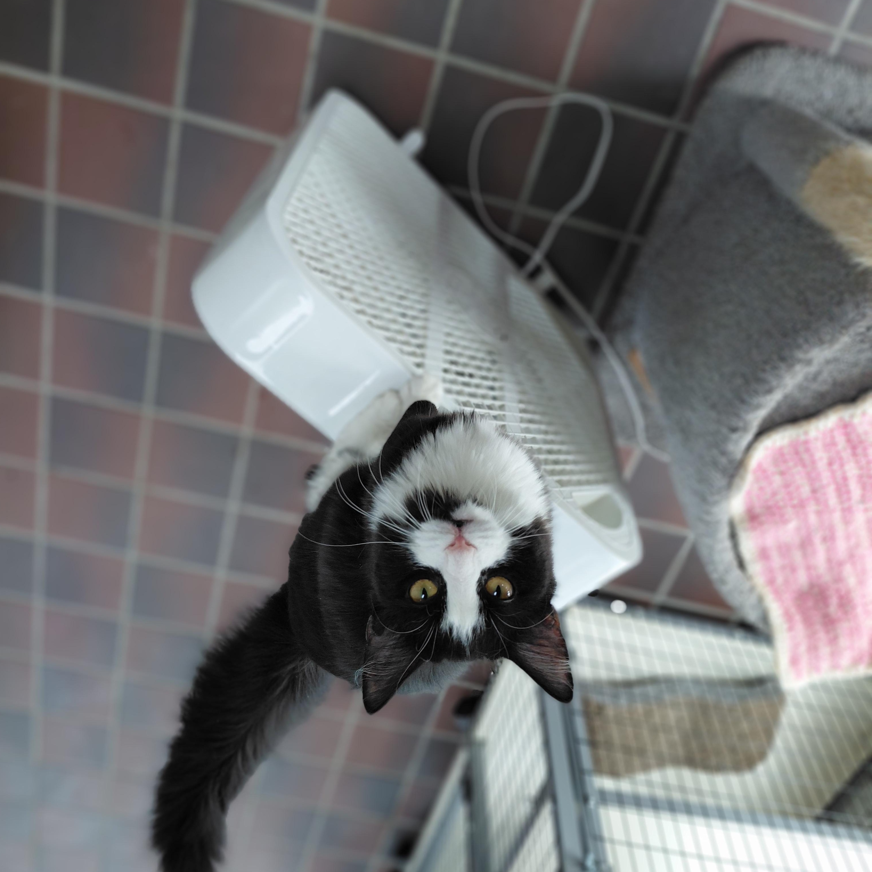 Poppie, ADOPTABLE, Young Female Domestic Long Hair.