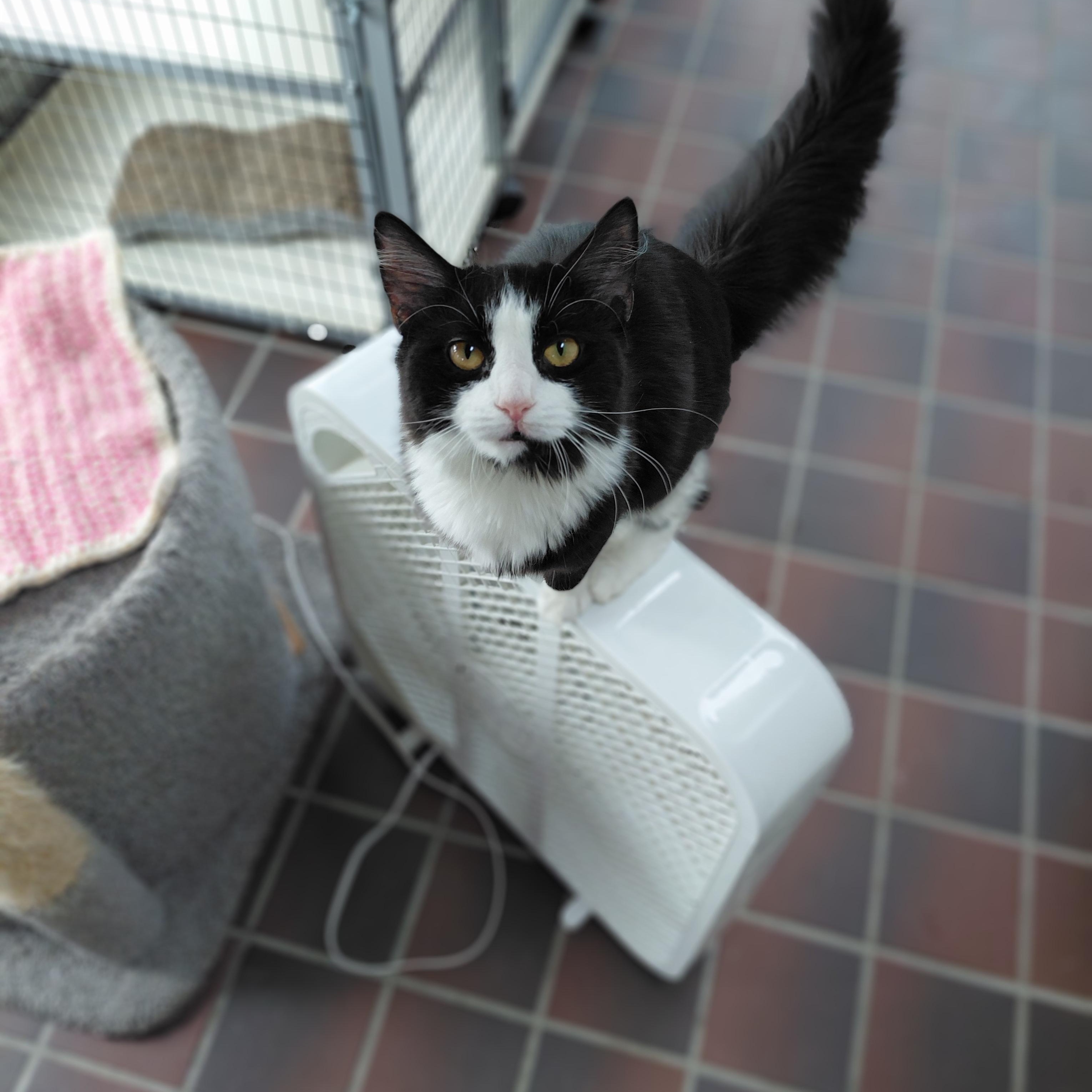 Poppie, an adopted Domestic Long Hair in Littleton, NH image 3/3