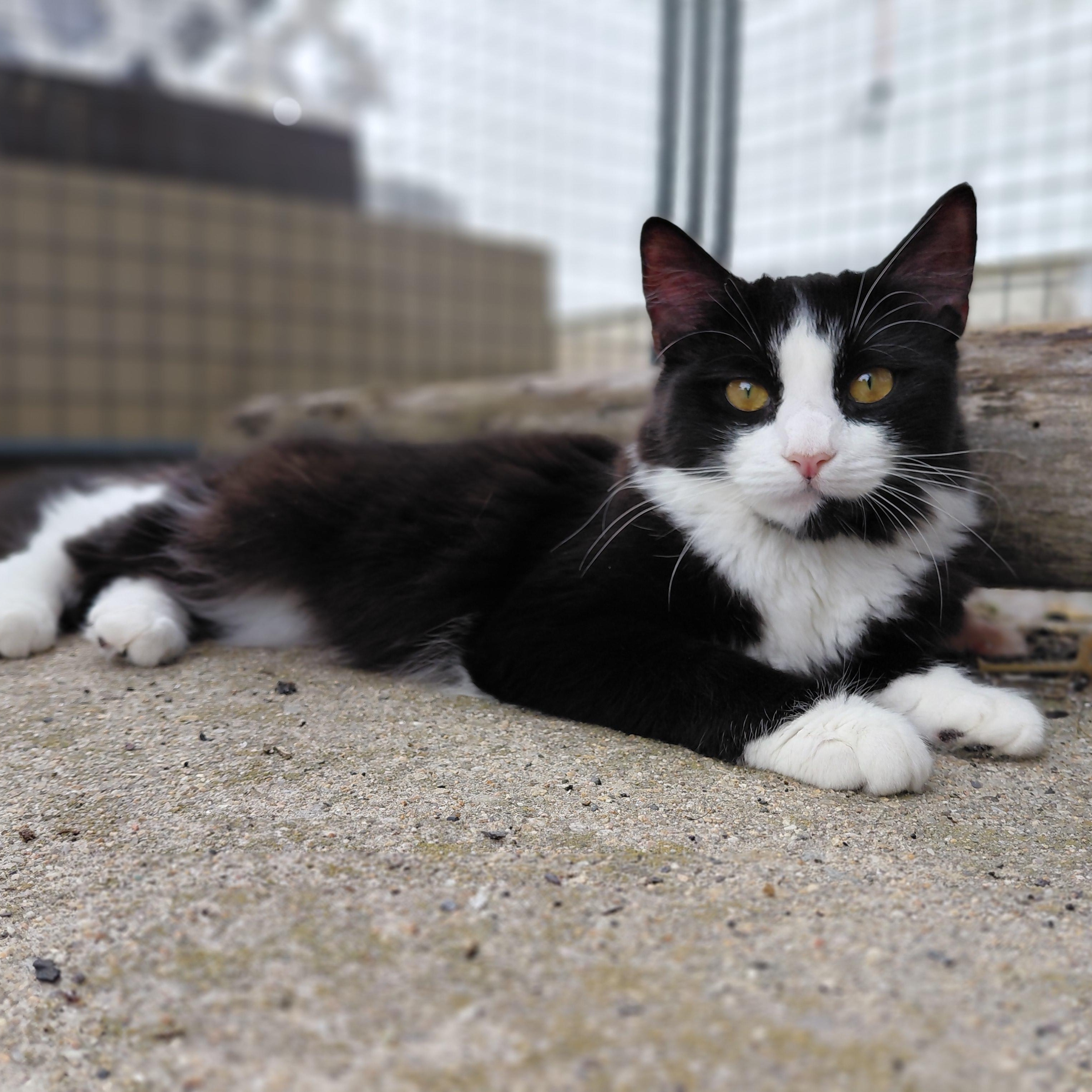 Poppie, an adopted Domestic Long Hair in Littleton, NH image 1/3