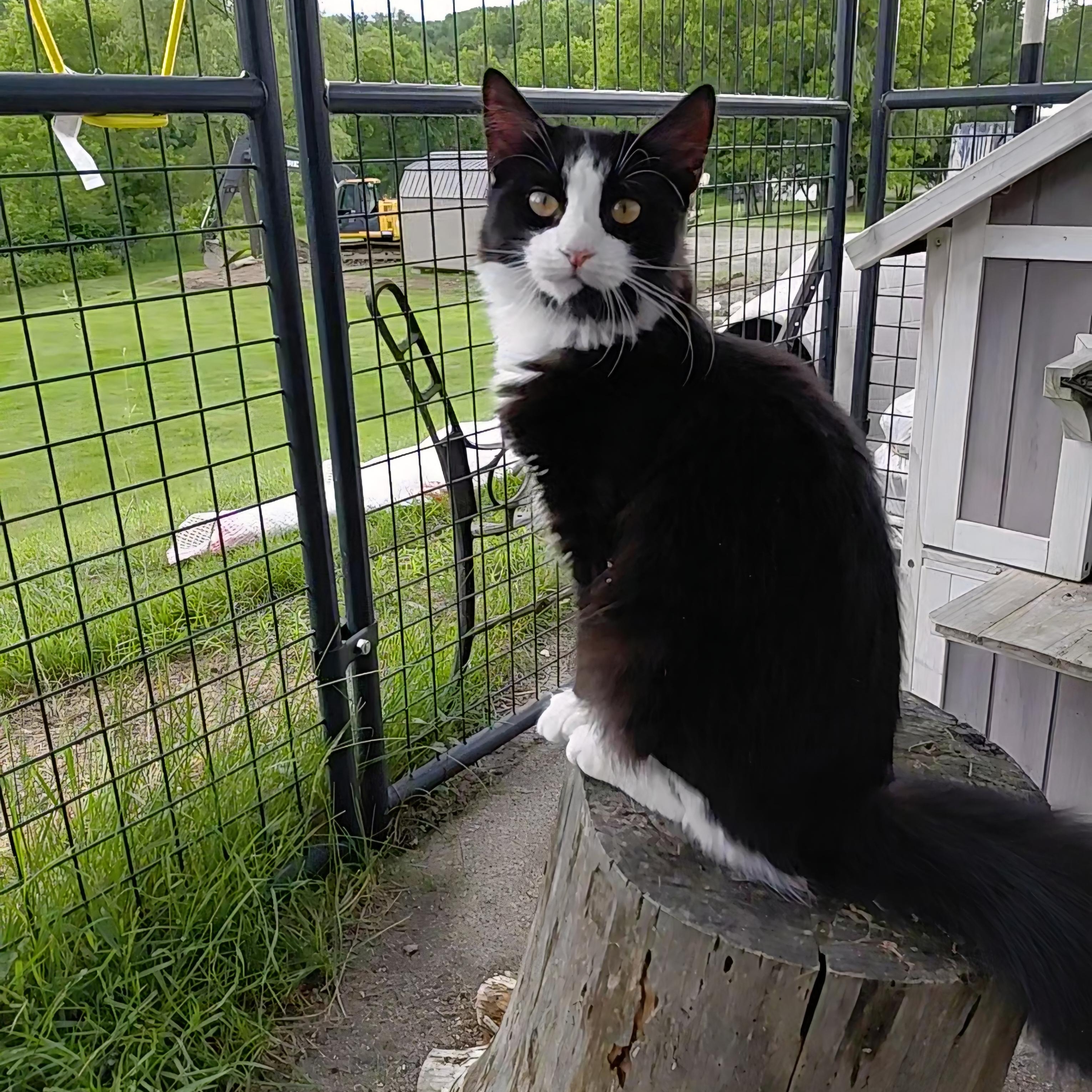 Poppie, an adopted Domestic Long Hair in Littleton, NH image 2/3