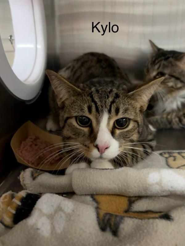 Kylo, Adoptable, Young Male Domestic Short Hair.