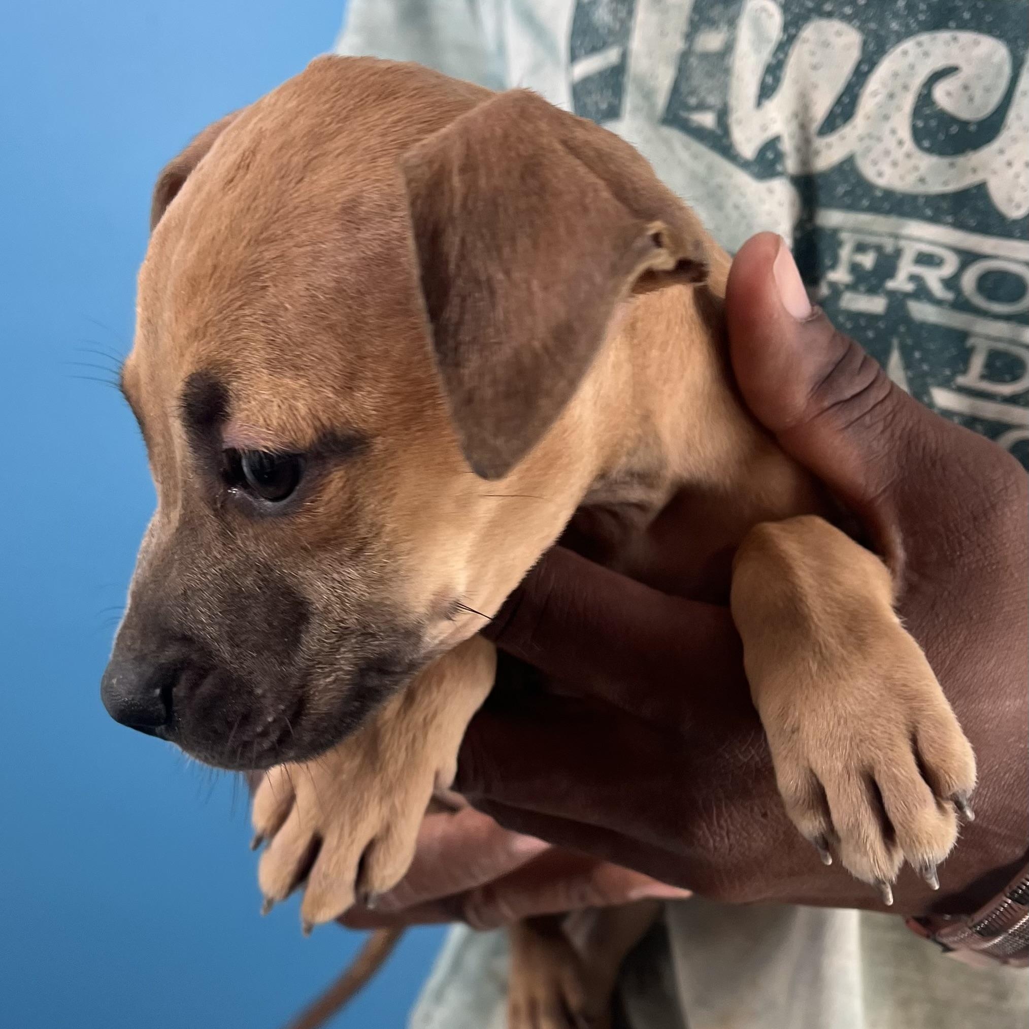 Rascal  Local Oct thumbnail 6