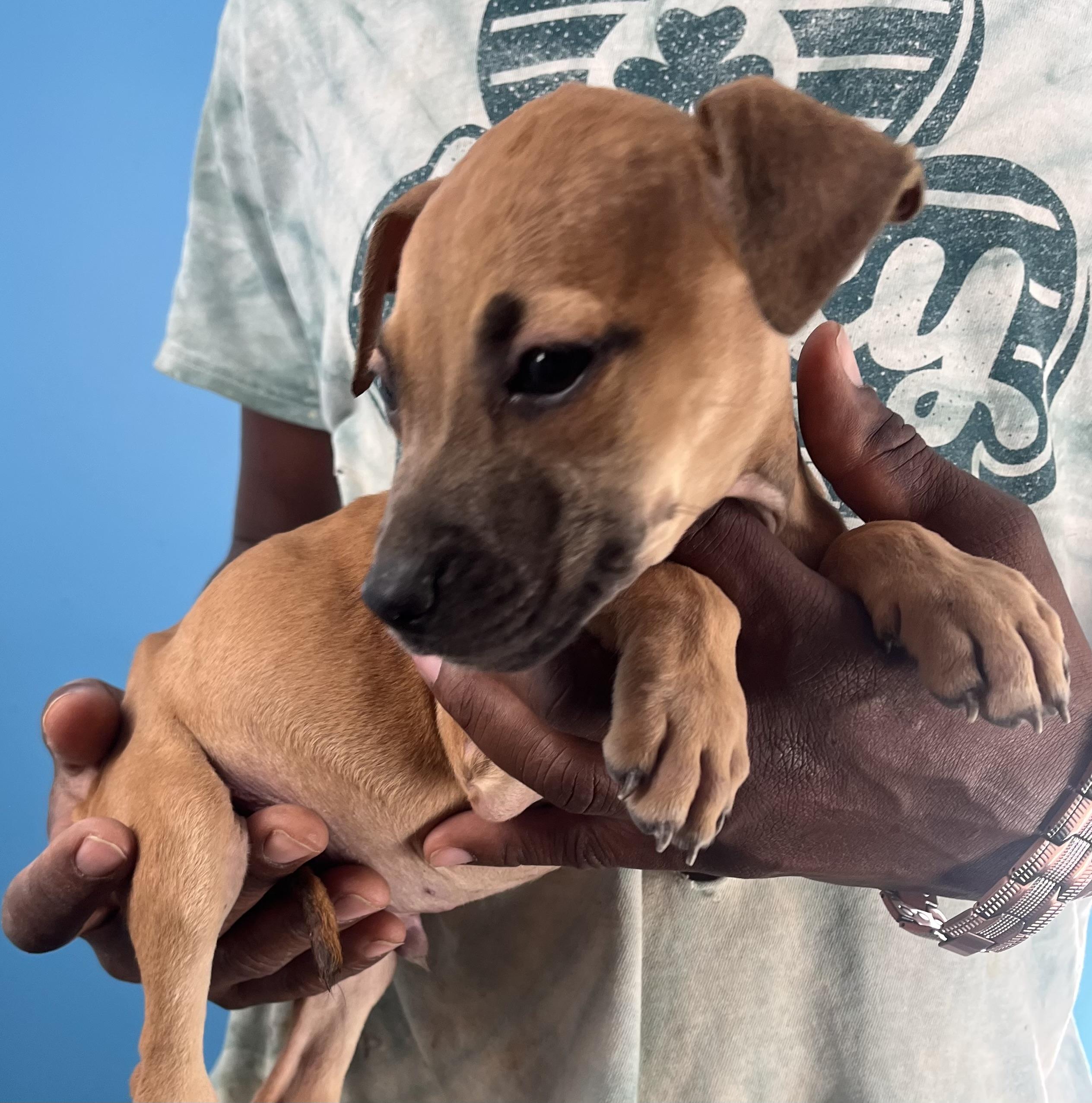 Rascal  Local Oct thumbnail 5