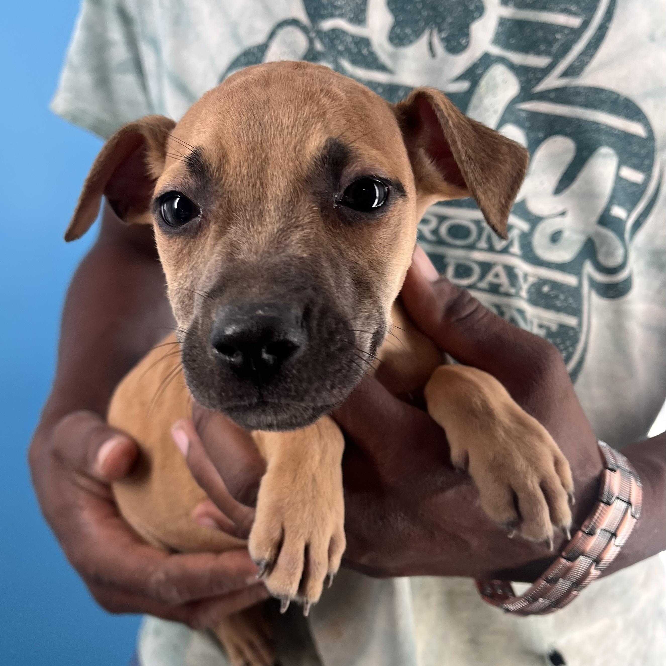 Rascal  Local Oct thumbnail 4