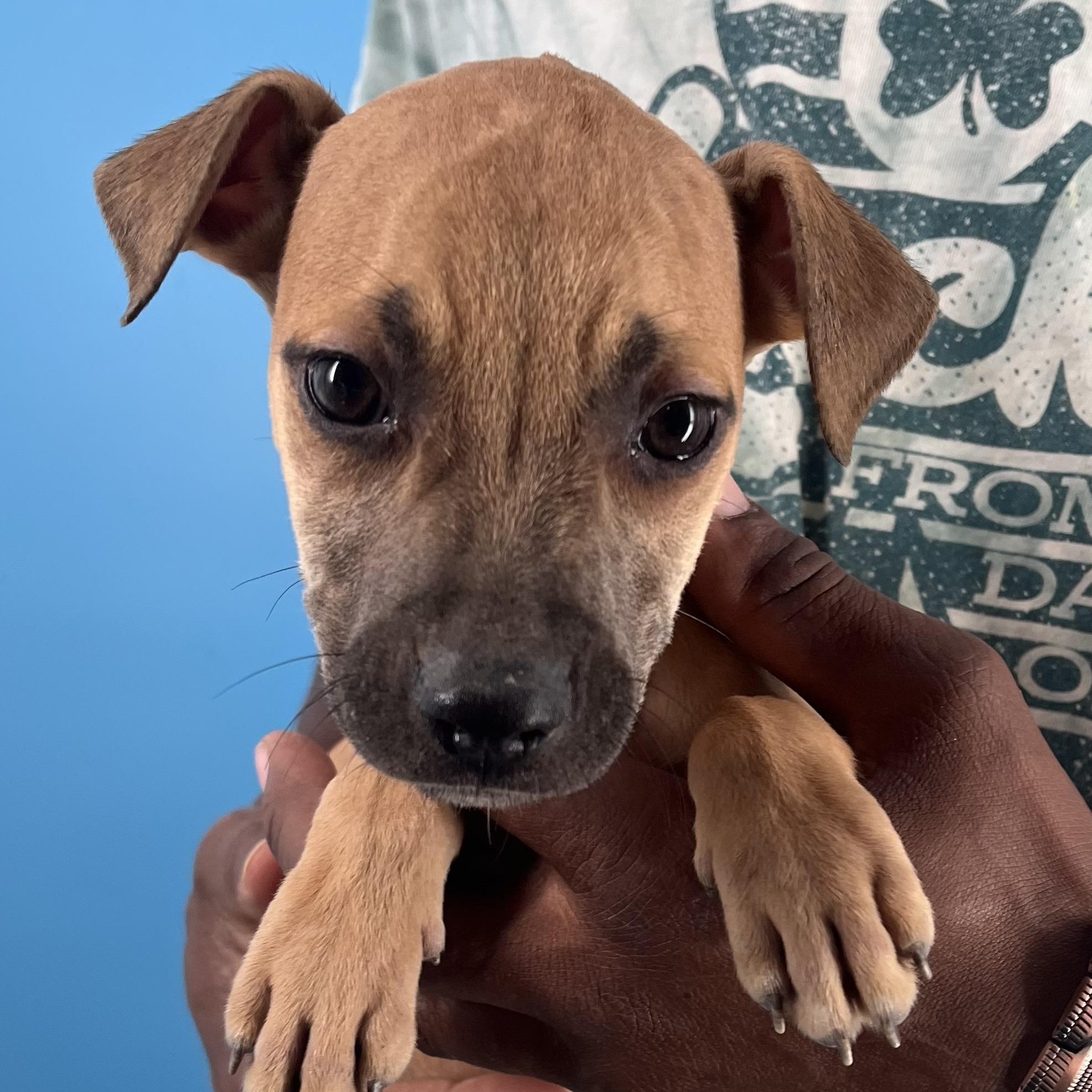 Rascal  Local Oct thumbnail 3