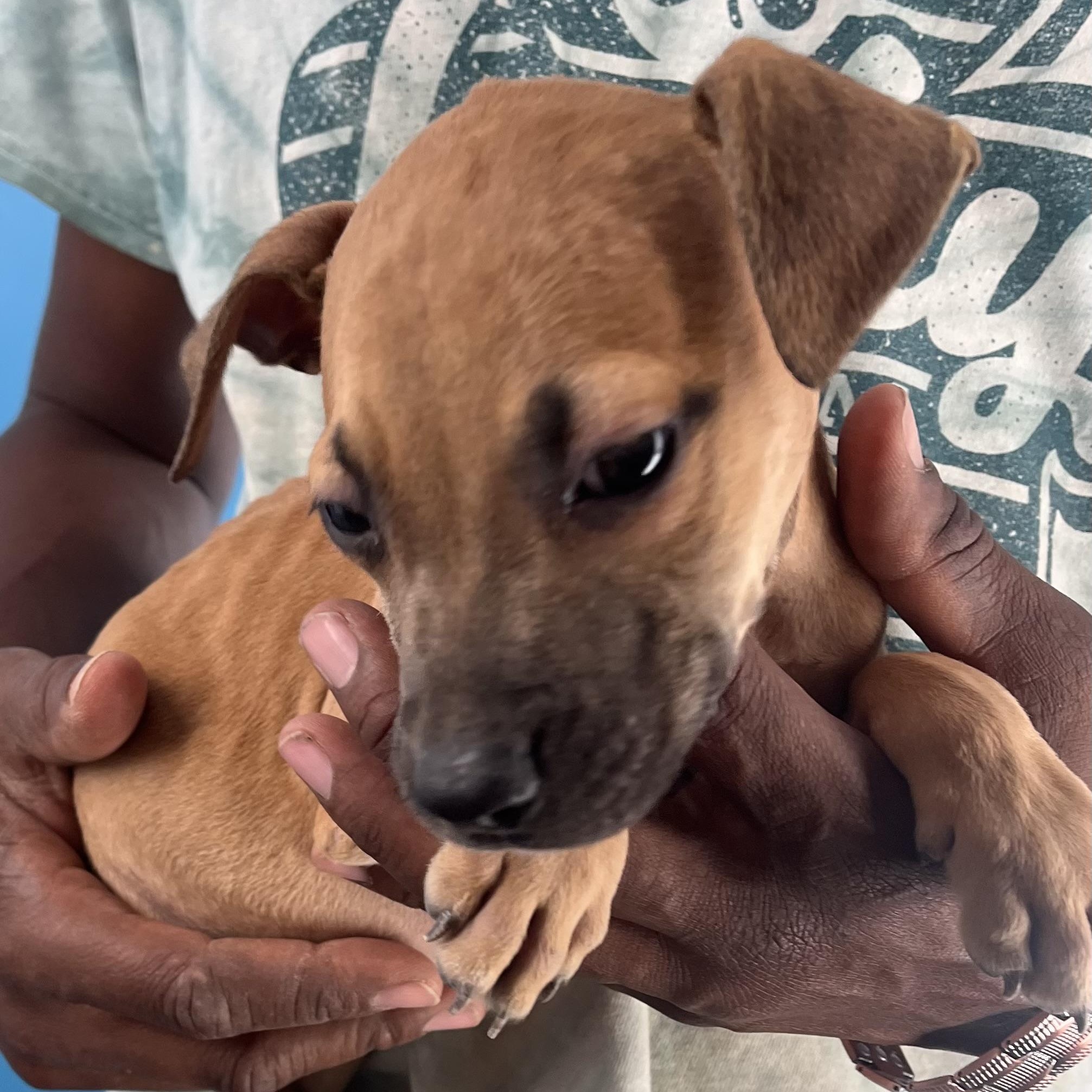 Rascal  Local Oct thumbnail 2