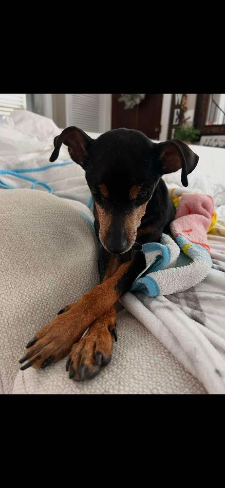 Jane, Adoptable, Senior Female Miniature Pinscher.