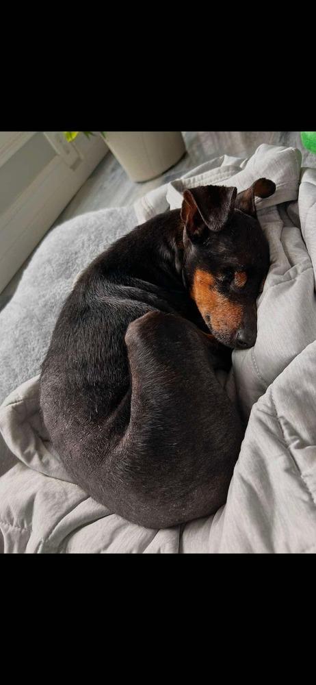 Enlarge Jane, a Adoptable mixed breed in Amherst, NY image 3/6