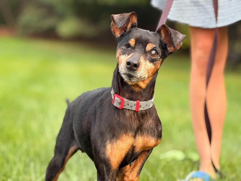 Enlarge Jane, a Adoptable mixed breed in Amherst, NY image 4/6