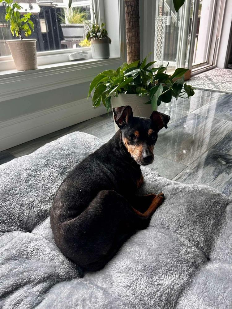 Enlarge Jane, a Adoptable mixed breed in Amherst, NY image 5/6