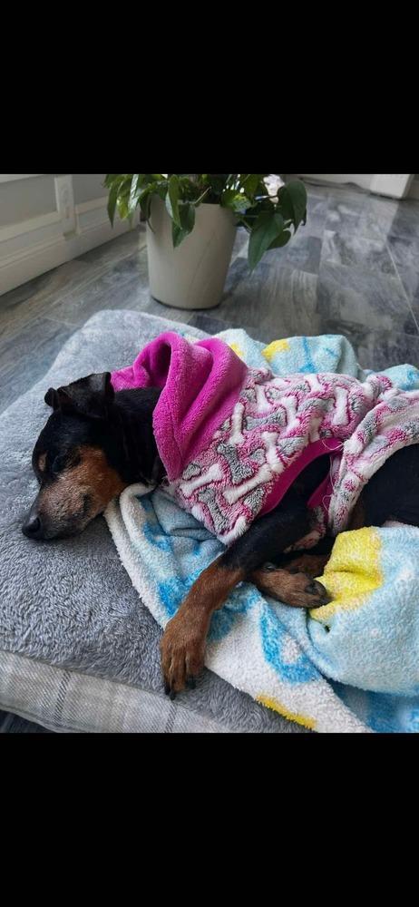 Enlarge Jane, a Adoptable mixed breed in Amherst, NY image 6/6