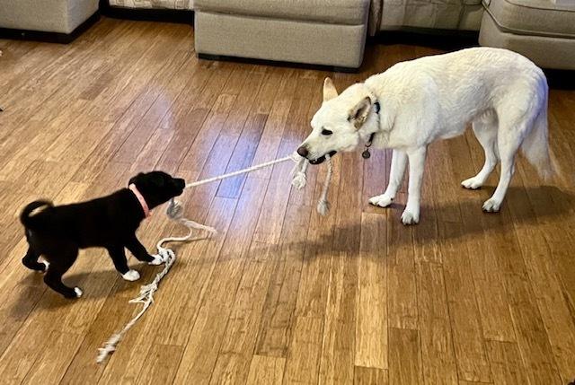 Guava, Adoptable, Puppy Female Collie.