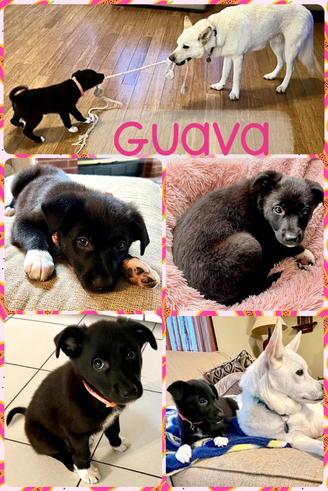 Enlarge Guava, a Adoptable Collie in Amherst, NY image 2/6