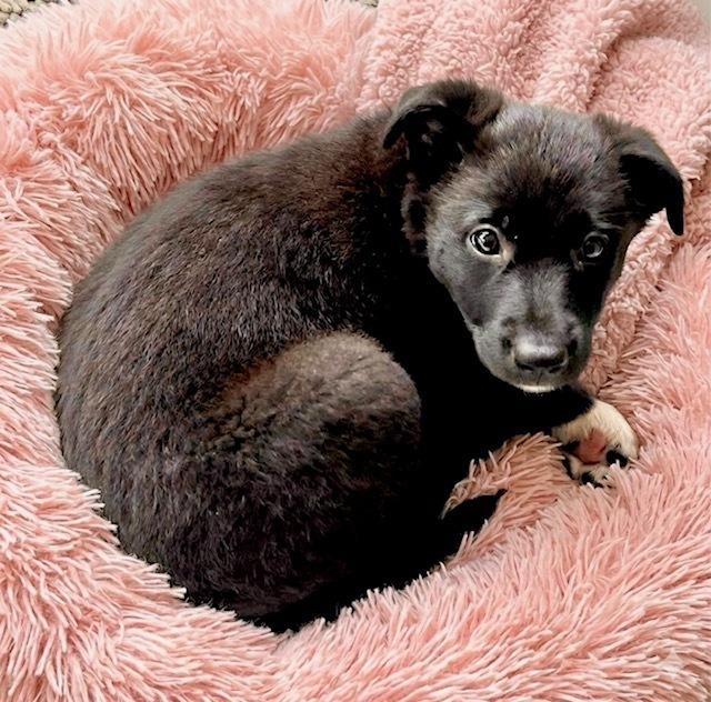 Enlarge Guava, a Adoptable Collie in Amherst, NY image 3/6