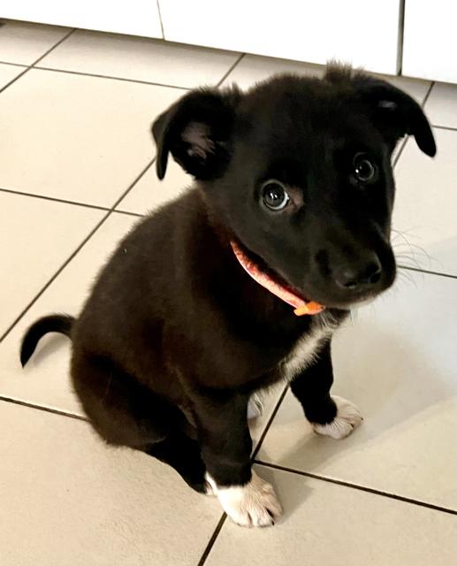 Enlarge Guava, a Adoptable Collie in Amherst, NY image 4/6