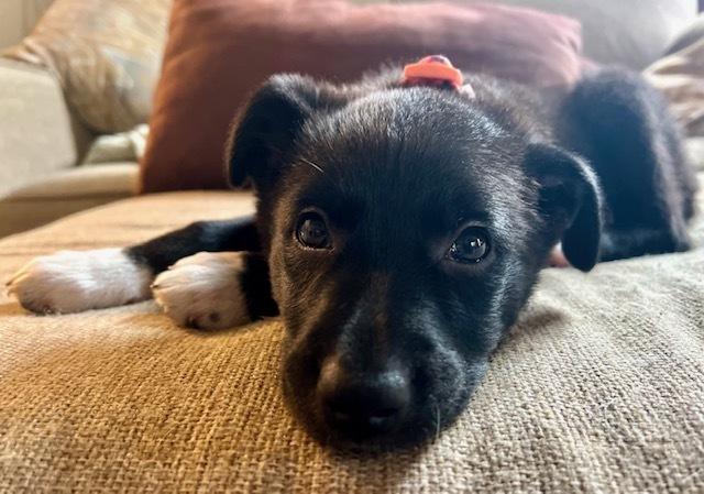 Enlarge Guava, a Adoptable Collie in Amherst, NY image 5/6