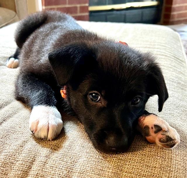 Enlarge Guava, a Adoptable Collie in Amherst, NY image 6/6