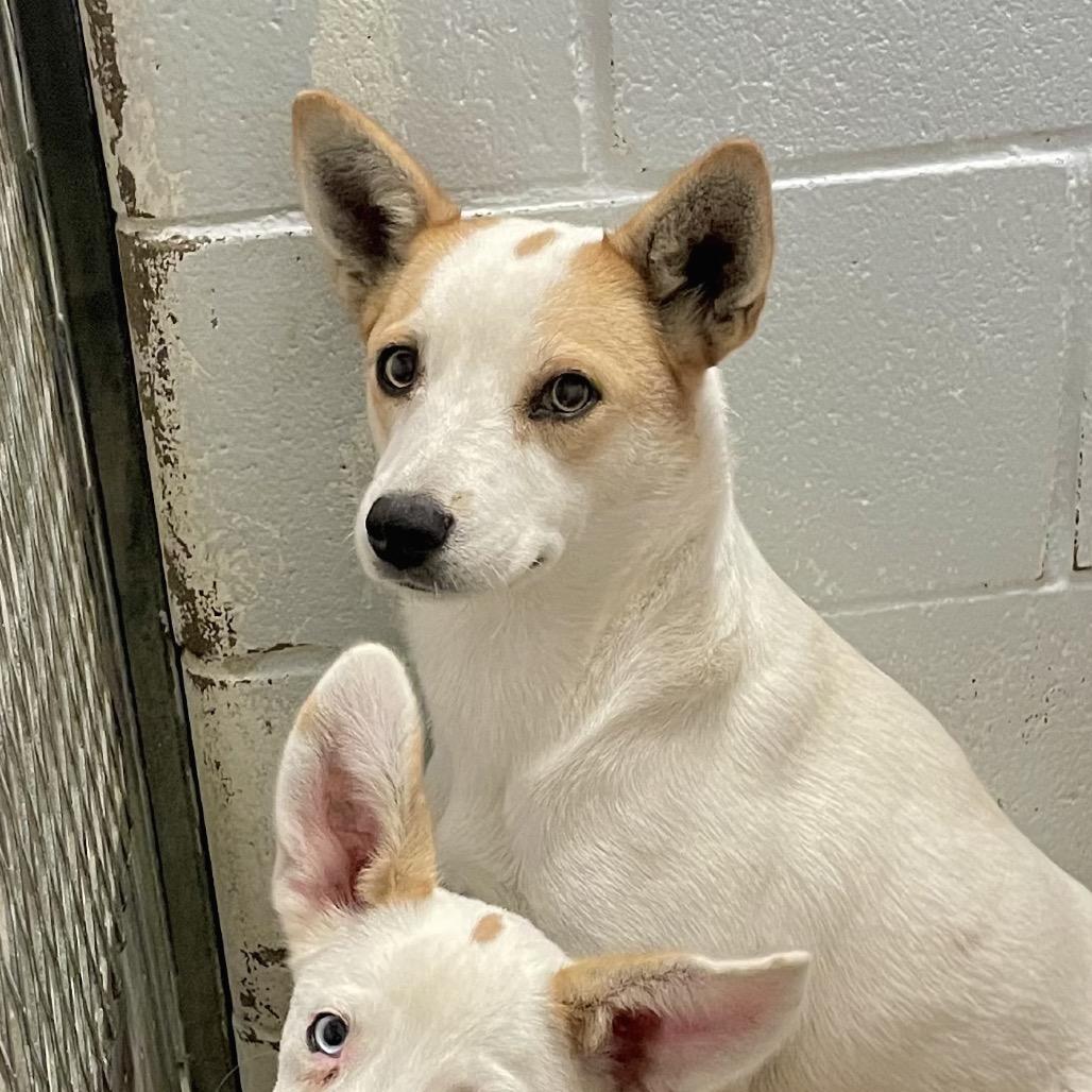 Mint Julep thumbnail 2