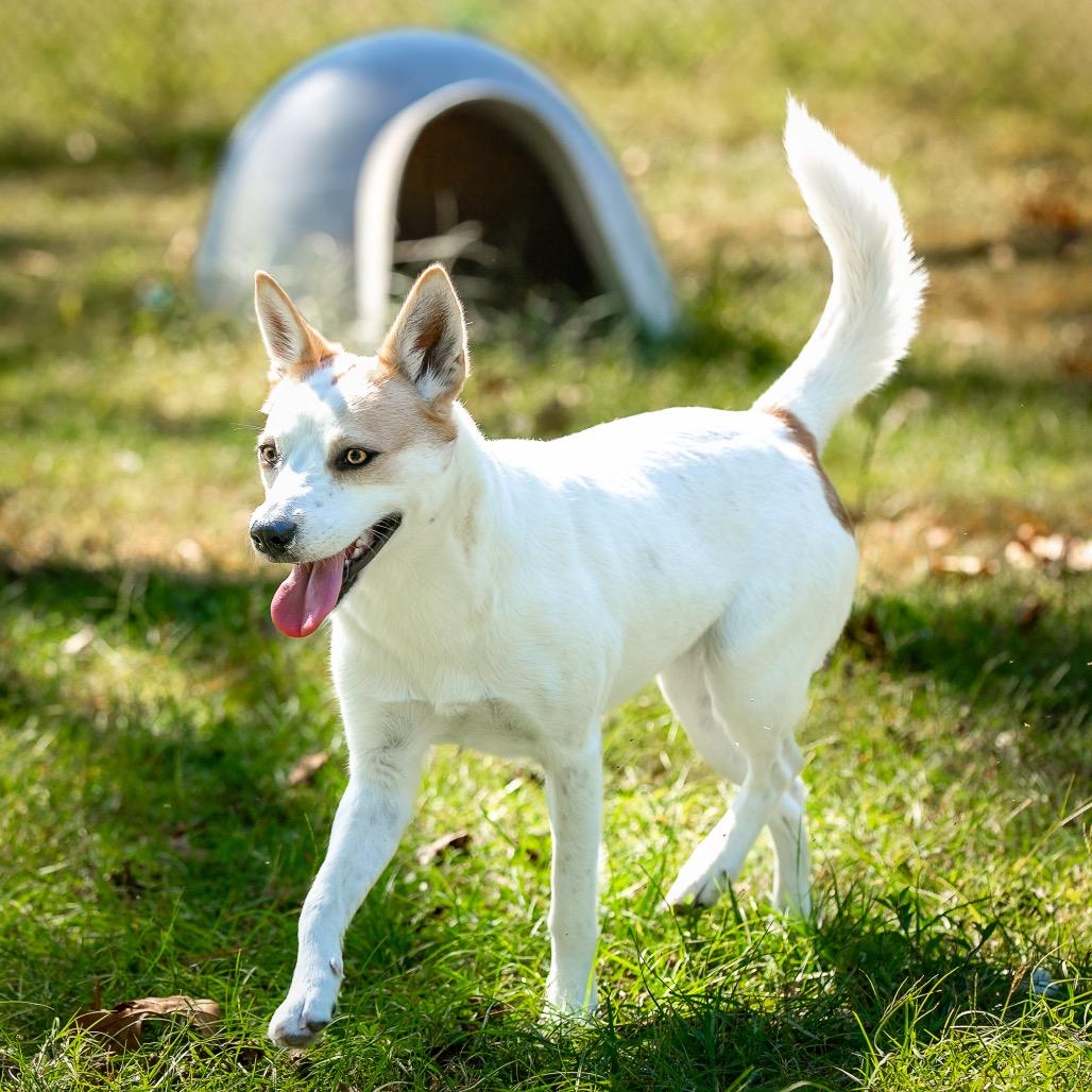 Mint Julep thumbnail 3