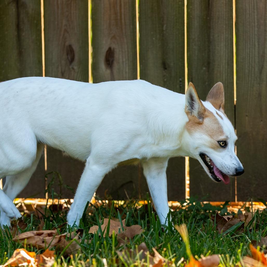 Mint Julep thumbnail 4