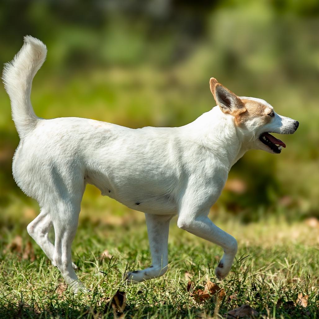 Mint Julep thumbnail 5