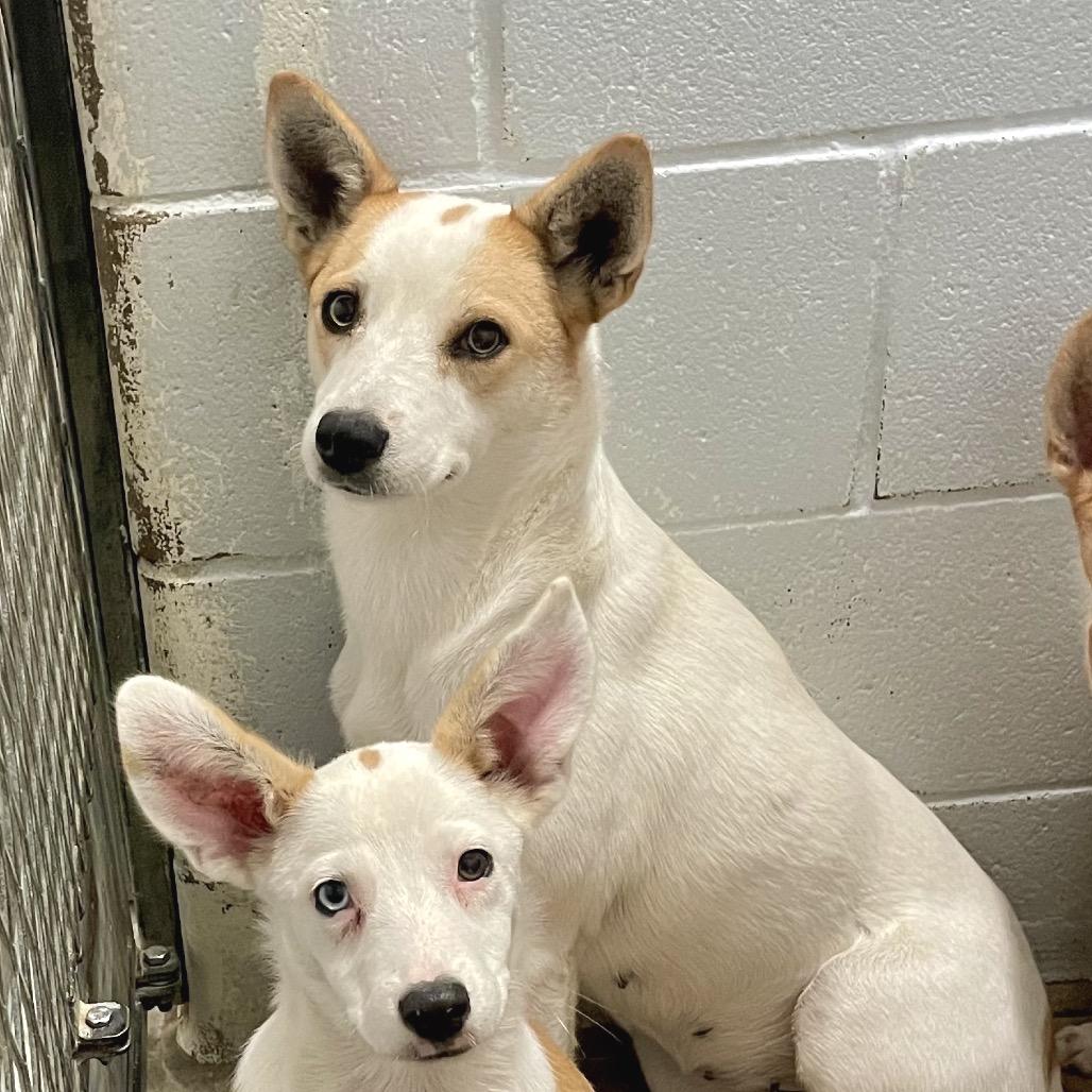 Mint Julep thumbnail 6