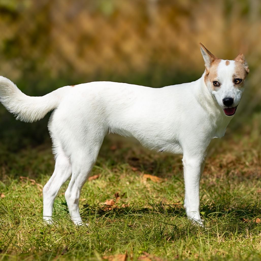 Mint Julep thumbnail 7