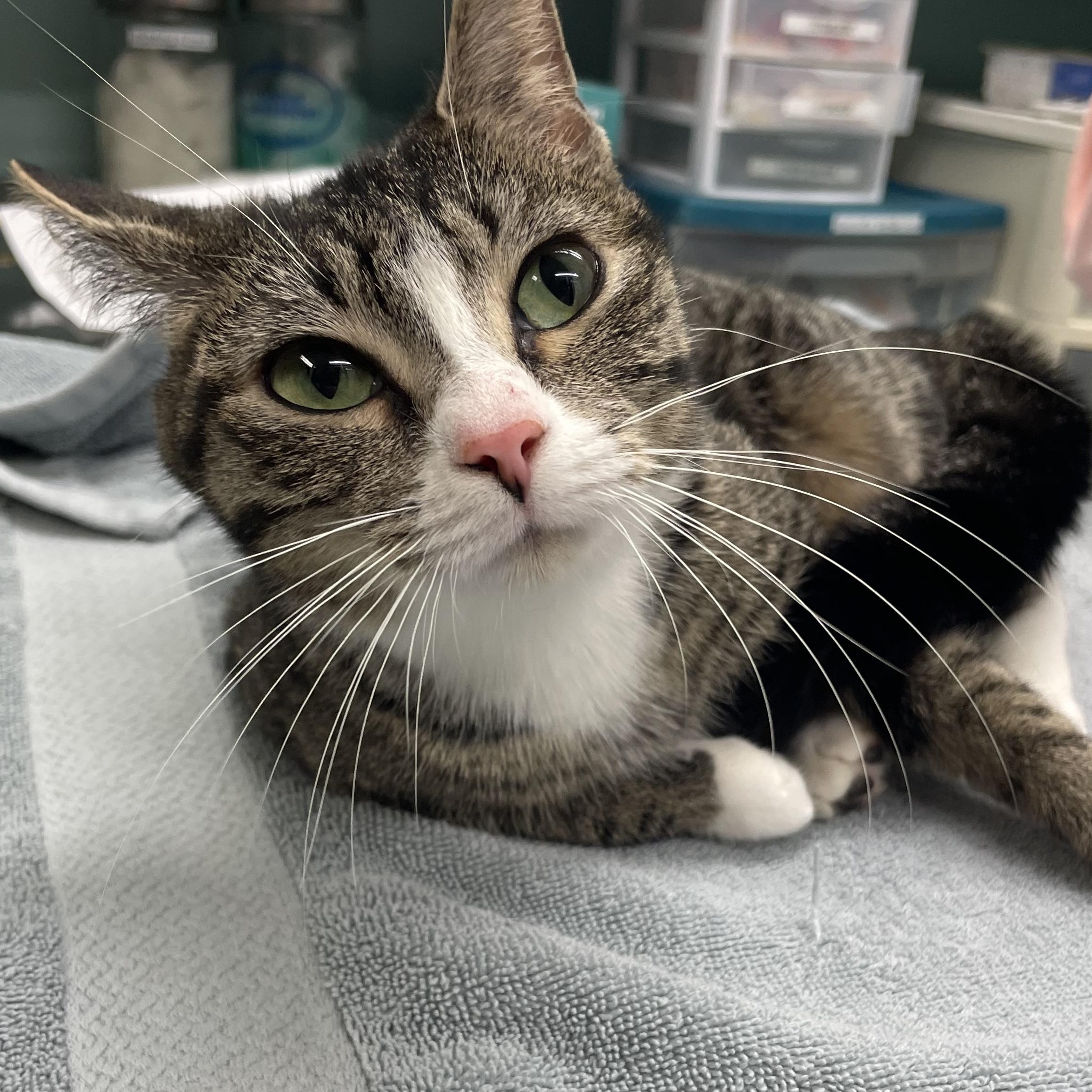 Enlarge Pixie , a Adopted Domestic Short Hair in Hudson, NY image 1/1