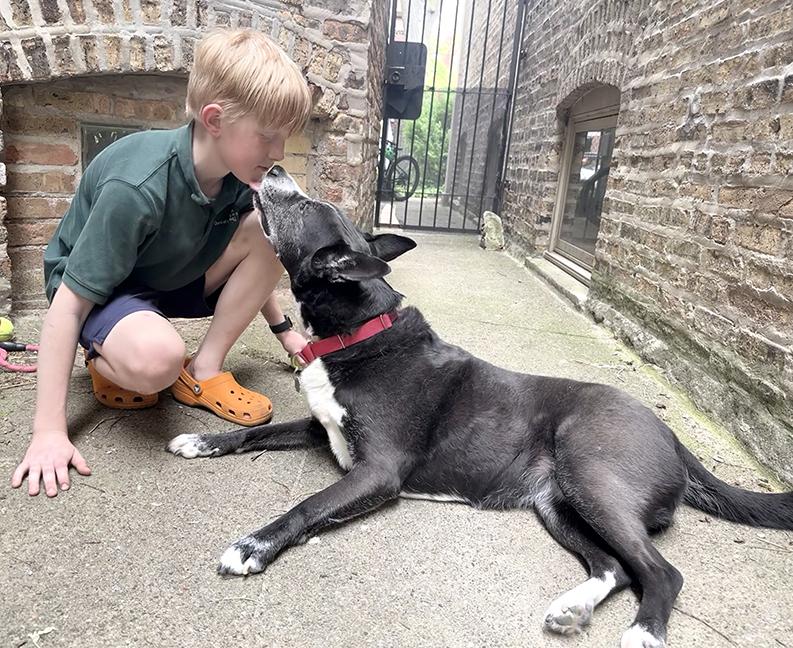 Enlarge Holly, a ADOPTABLE mixed breed in Chicago, IL image 3/6