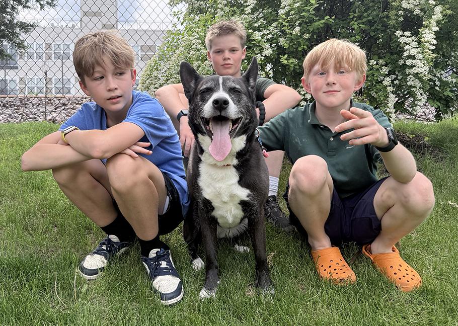 Enlarge Holly, a ADOPTABLE mixed breed in Chicago, IL image 5/6