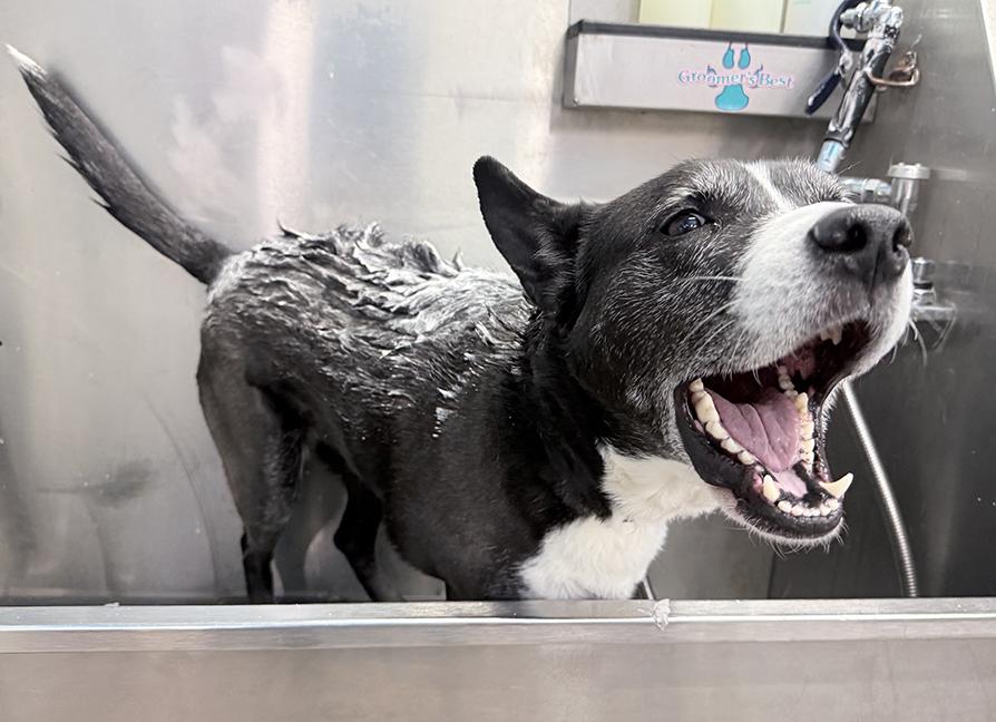 Enlarge Holly, a ADOPTABLE mixed breed in Chicago, IL image 2/6
