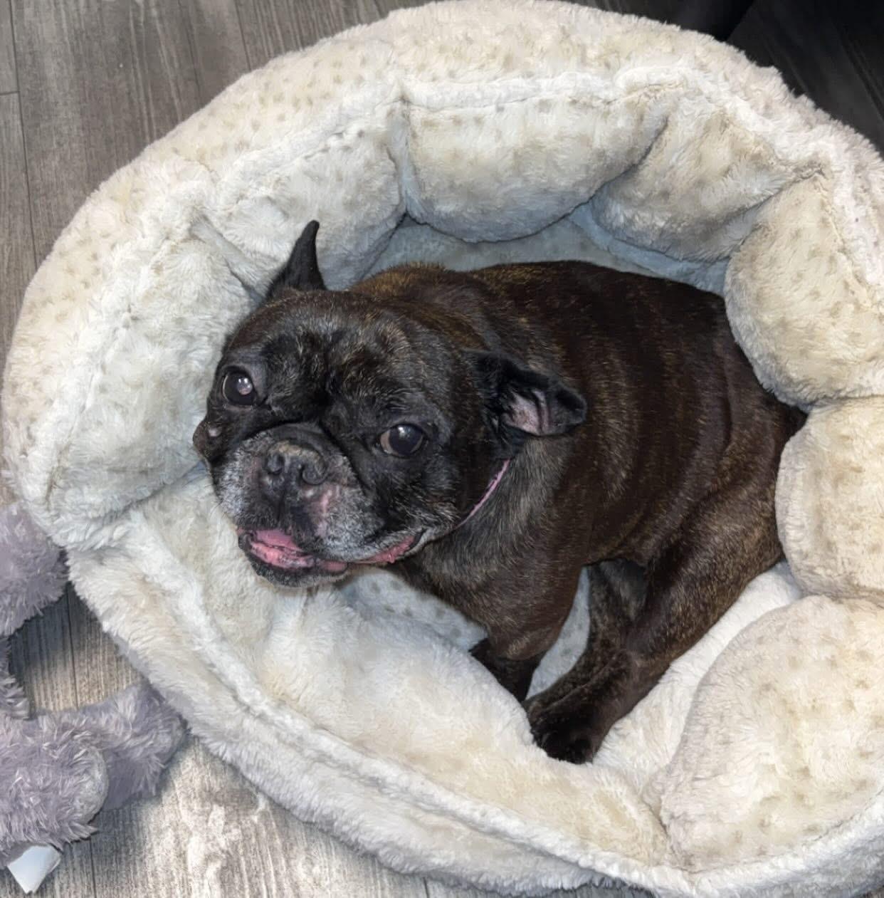 Queenie, ADOPTABLE, Adult Female French Bulldog.