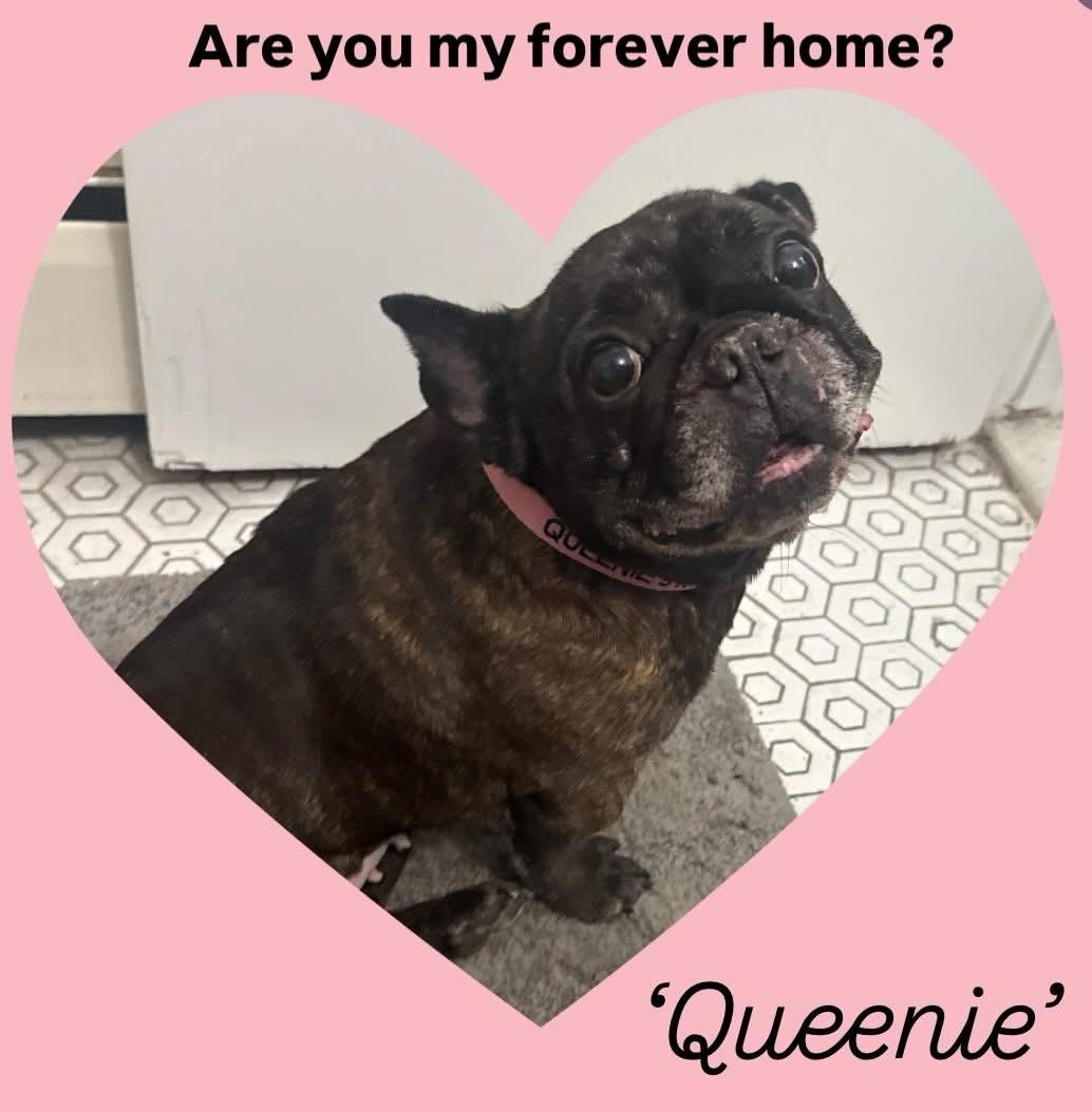 Queenie thumbnail 3