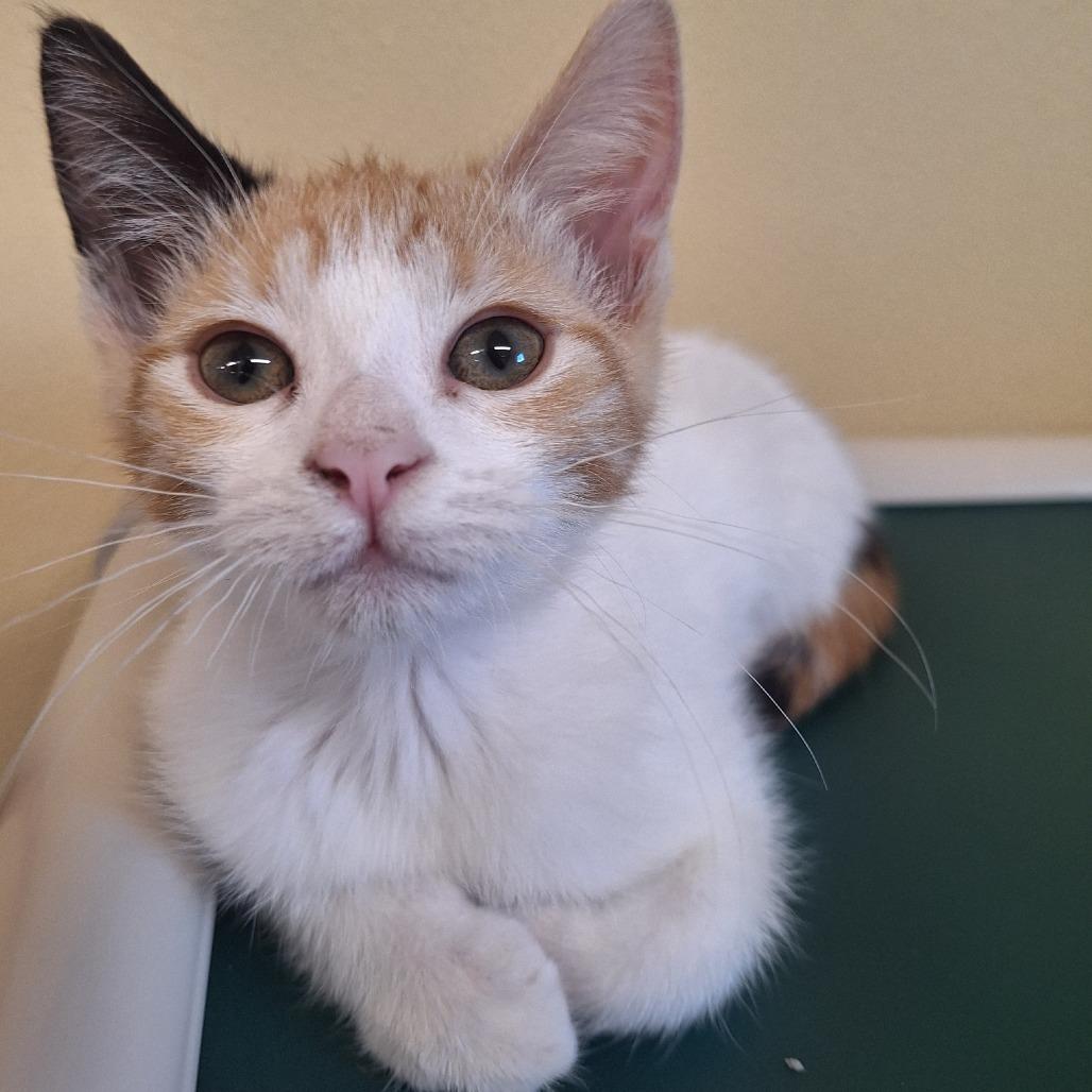 Twinkie, a Adoptable Domestic Short Hair in Attica, NY image 1/5